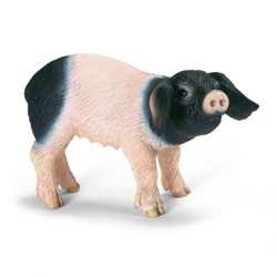 Cochonnet de Souabe