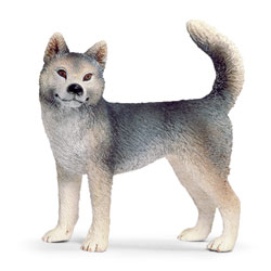 Husky femelle