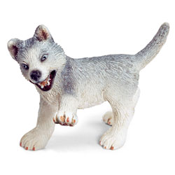 Chiot Husky