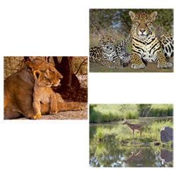 Puzzle 1500 Pièces Géo