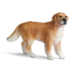 Golden Retriever Mâle