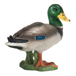 Canard