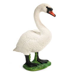 Cygne Femelle 