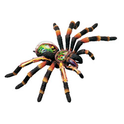 Kit anatomie - X-Ray : Araignée tarentule