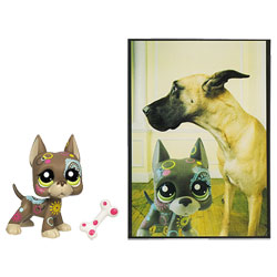 Petshop Grand Danois et Carte Postale
