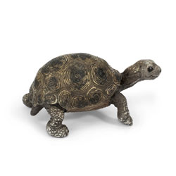 Bébé Tortue Géante