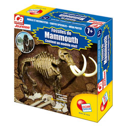 Fossiles de Mammouth