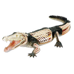 Kit anatomie-X-Ray Crocodile