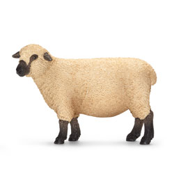 Mouton Shropshire