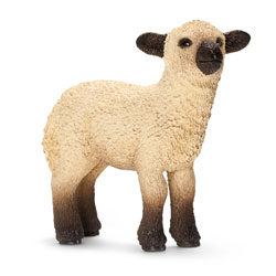 Agneau Shropshire