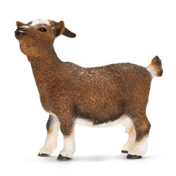 Chèvre naine 
