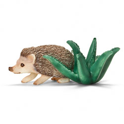 Hérisson à ventre blanc 