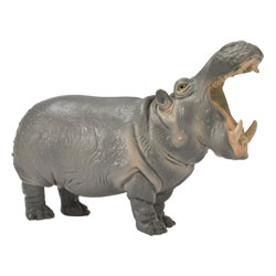 Hippopotame Mâle
