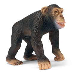 Chimpanzé Mâle
