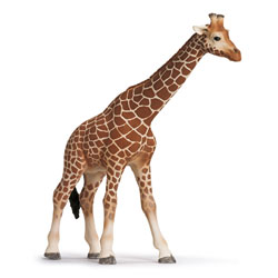 Girafe femelle