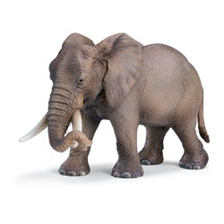 Eléphant d'Afrique femelle