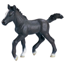 Poulain Lipizzan