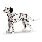 Dalmatien mâle