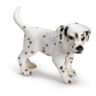 Chiot Dalmatien 
