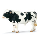 Taureau Holstein