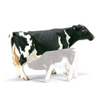 Vache Holstein