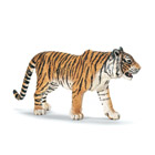 Tigre du Bengale mâle