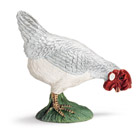 Poule qui picore 