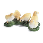 Poussins 