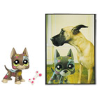 Petshop Grand Danois et Carte Postale