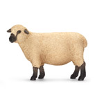 Mouton Shropshire