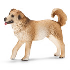 Chien de Race croisé - Corniaud
