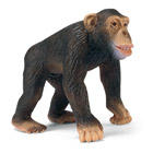 Chimpanzé Mâle
