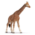 Girafe femelle