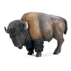 Bison Américain