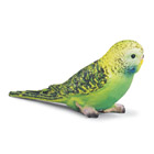 Perruche Verte