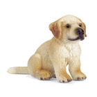 Chiot Golden Retriever