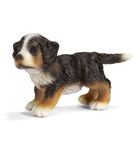 Chiot Bouvier Bernois