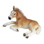 Poulain Haflinger couché