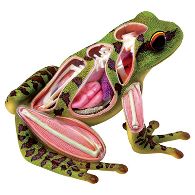 Maquette de grenouille X-Ray