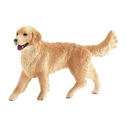 Golden Retriever Femelle