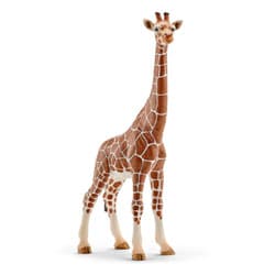 Girafe femelle