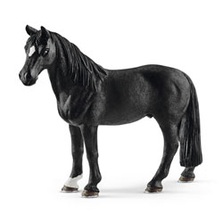 Cheval Hongre Tennessee Walker