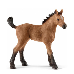 Poulain Quarter horse