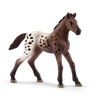 Poulain Appaloosa