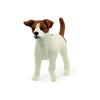 Jack Russell terrier 