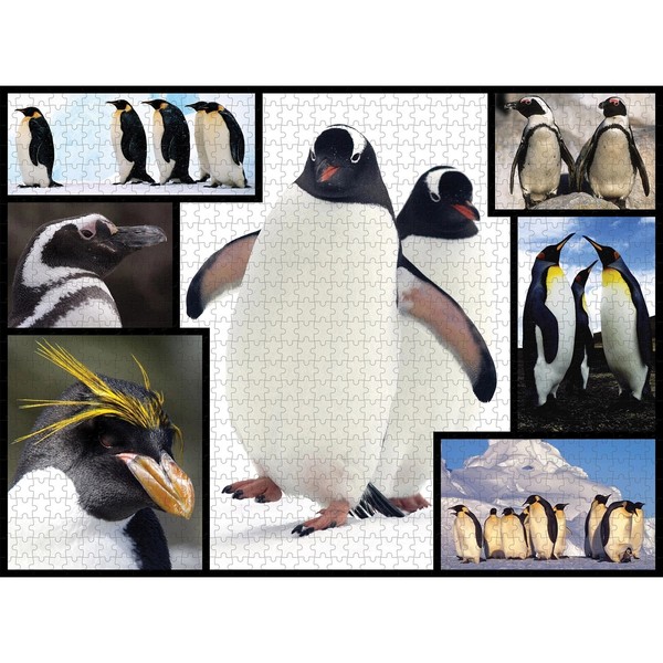 Puzzle 1000pcs - Pingouins