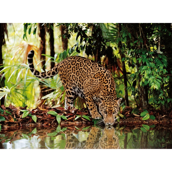 Puzzle 2000 pièces - Leopard