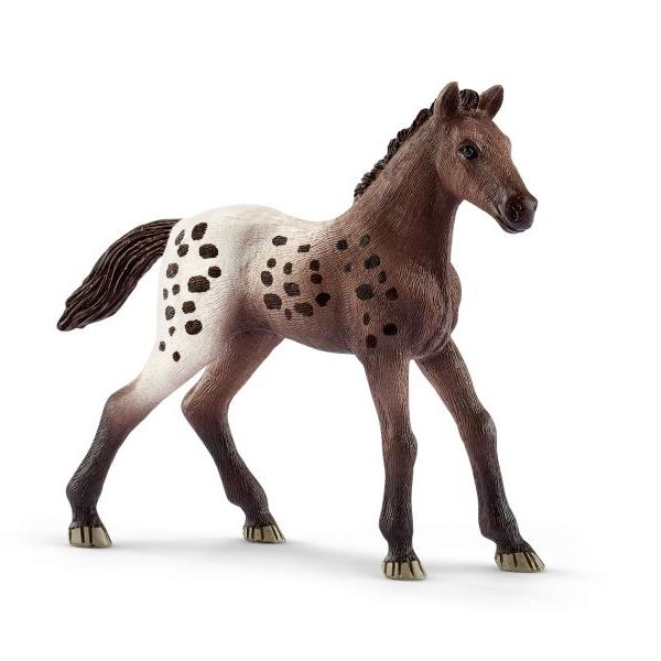 Poulain Appaloosa