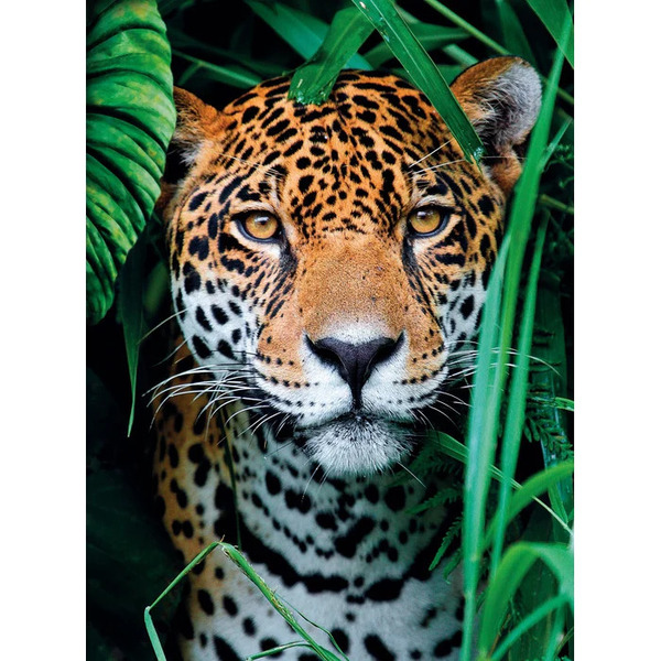 Puzzle 500 pièces - Jaguar in the Jungle