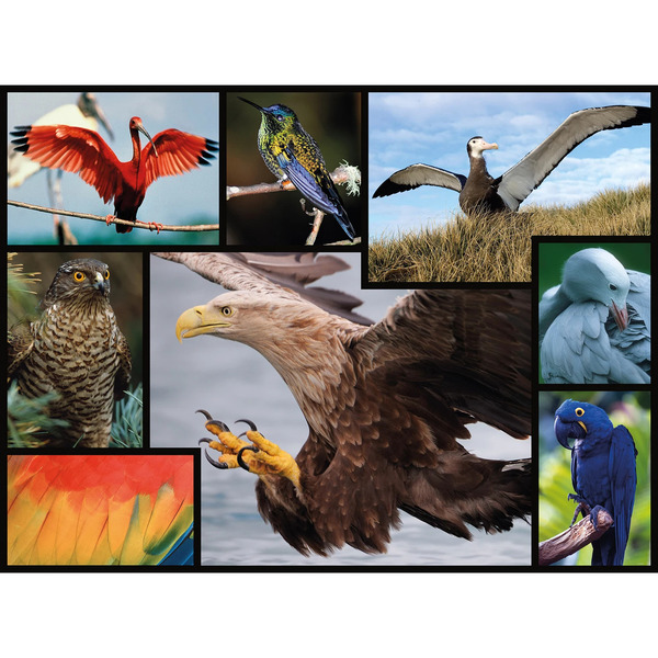 Puzzle Oiseaux WWF - 1000 pièces